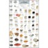 Northwest Coastal Invertebrates
