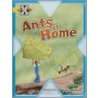 Proj X:underground Ants At Home by Haydn Middleton