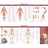 The Muscular & Skeletal Systems door Anatomical Chart Company