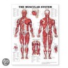 The Muscular System Giant Chart door Anatomical Chart Company