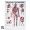 The Vascular System And Viscera by Anatomical Chart Company