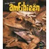 Amfibieen