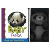 Baby Panda Book And Toy Gift Set door Julie Shively