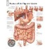 Diseases Of The Digestive System