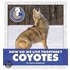 How Do We Live Together? Coyotes