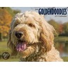 Just Goldendoodles 2011 Calendar by Unknown