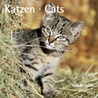 Katten 30x30 kalender