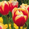 Bright tulips 30x30 kalender