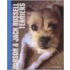 Parson And Jack Russell Terriers