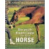 Stretch Exercises For Your Horse