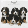 Puppy's