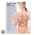 Internal Organs Of The Human Body