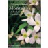 Everyone's Clematis - The Montanas