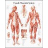 Muscular System With Female Figure door Scientific Publishing Ltd.