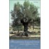 Olive Cultivation Ancient Greece C