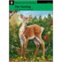 The Yearling  Book And Cd-Rom Pack