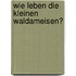 Wie leben die kleinen Waldameisen?