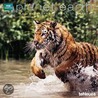 2011 Bbc Planet Earth Grid Calendar door 2011 teNeues