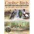 Captive Birds In Health And Disease