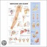 Shoulder And Elbow Anatomical Chart