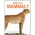 What Is a Mammal? What Is a Mammal?