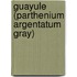 Guayule (Parthenium Argentatum Gray)