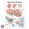 Anatomy Of The Brain Anatomical Chart door Anatomical Chart Company