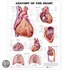 Anatomy Of The Heart Anatomical Chart