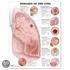 Diseases Of The Lung Anatomical Chart