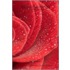 Red Rose Petals - A Poetry Collection