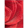 Red Rose Petals - A Poetry Collection door Dana Djokic