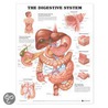 The Digestive System Anatomical Chart door Anatomical Chart Company