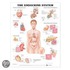 The Endocrine System Anatomical Chart