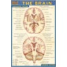 Pocket Brain Laminated Reference Guide door Onbekend