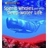Sperm Whales And Other Deep Water Life
