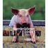 Boerderijdieren