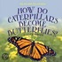 How Do Caterpillars Become Butterflies?