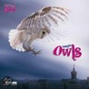 Magic Owls 2011. What a Wonderful World door Onbekend