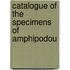 Catalogue Of The Specimens Of Amphipodou