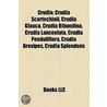 Crudia: Crudia Scortechinii, Crudia Glau door Not Available