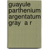 Guayule  Parthenium Argentatum Gray  A R by Unknown