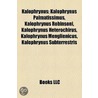 Kalophrynus: Kalophrynus Palmatissimus door Onbekend