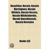 Nuculidae: Nucula, Nucula Hartvigiana, N door Onbekend