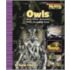 Owls And Other Animals With Amazing Eyes
