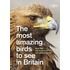 The Most Amazing Birds To See In Britain