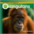 Welcome to the Whole World of Orangutans