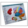 Anatomy And Functional Areas Of The Brain by Peter C. Norton