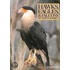 Hawks, Eagles, & Falcons of North America
