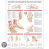 Anatomy And Injuries Of The Foot And Ankle