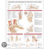 Anatomy And Injuries Of The Foot And Ankle by Anatomical Chart Co